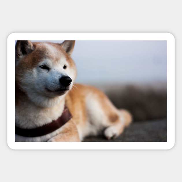 shiba inu laying Sticker by Wanderingangel